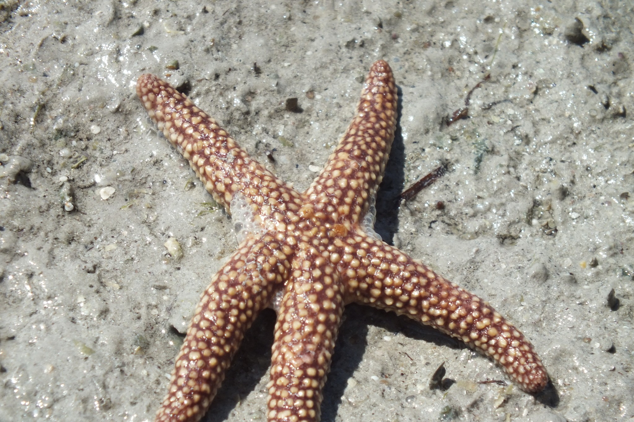 Conical Spined Sea Star